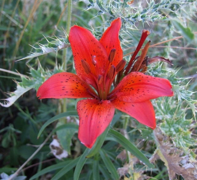 Lilium bulbiferum subsp. croceum / Giglio di S.Giovanni